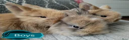Lionhead rabbits for sale: Pure Breed Double Mained Lionhead - Advert 3