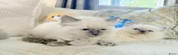 Ragdoll cats for sale: Stunning Bluepoint Ragdoll Kittens for sale - Advert 11