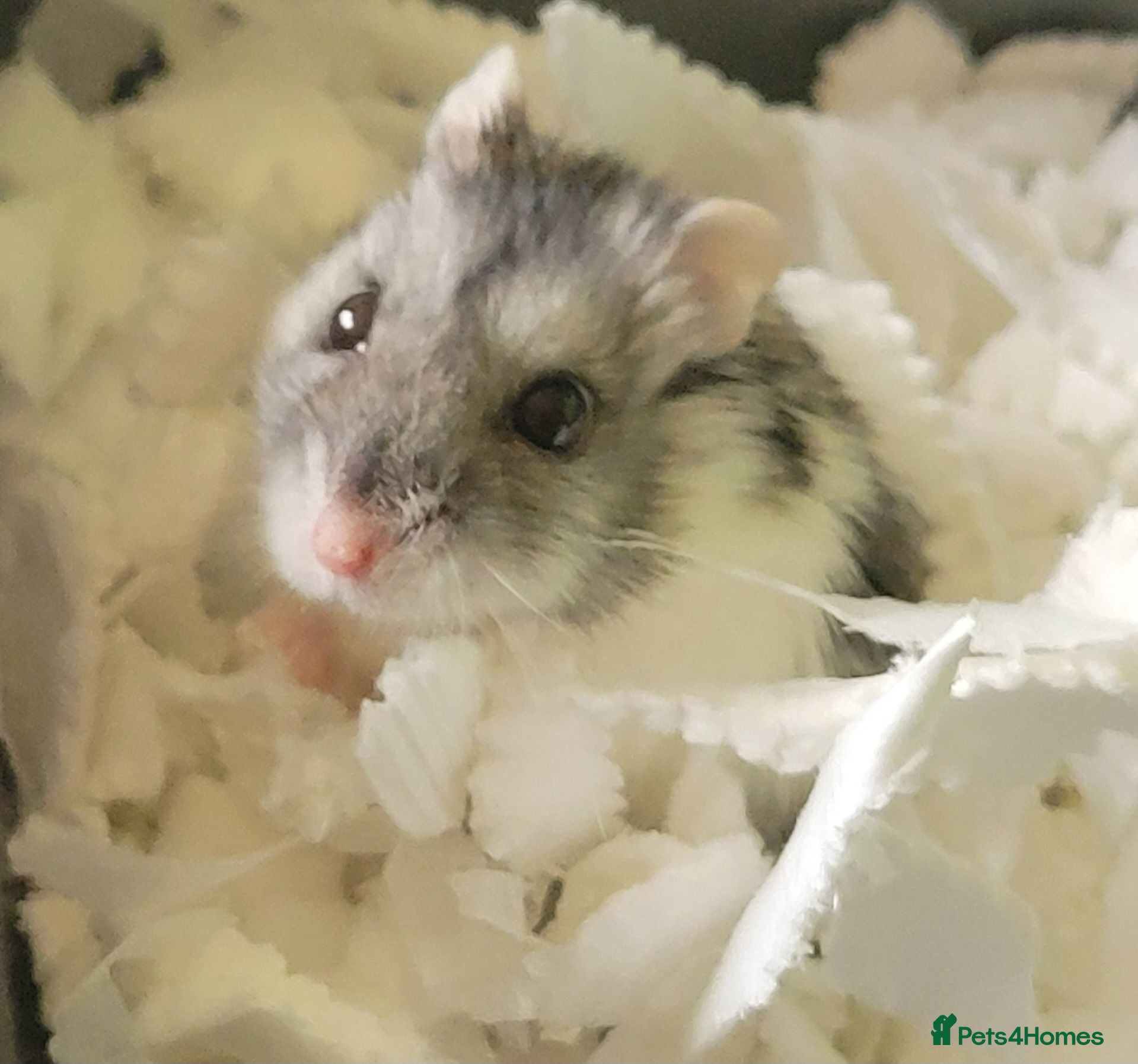 Hamster rodents Rosie the Dwarf russian hamster  - Advert 1