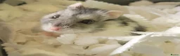 Hamster rodents for sale: Rosie the Dwarf russian hamster  in Gosport - Advert 1
