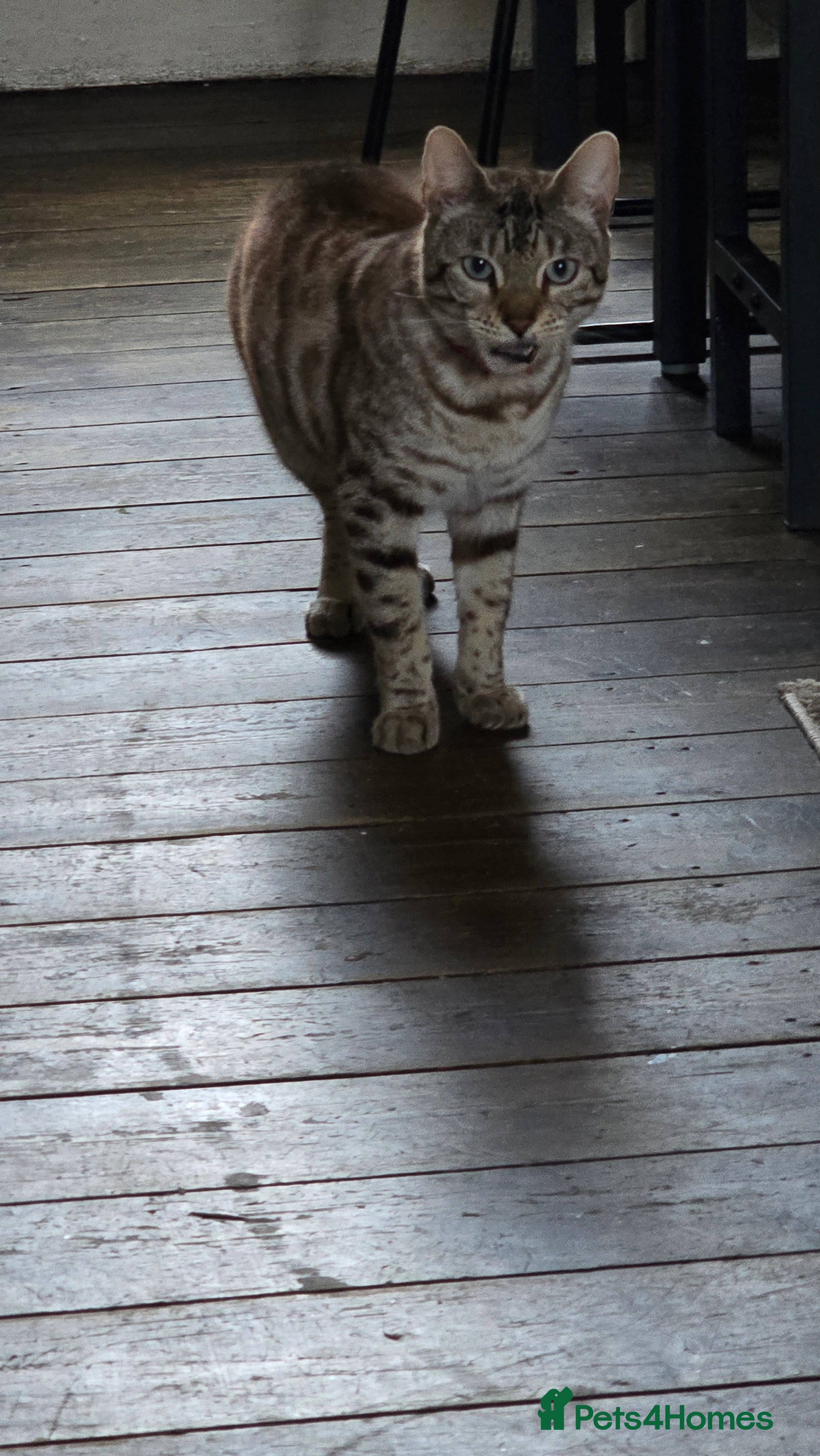 Bengal cats  bengal - Advert 1