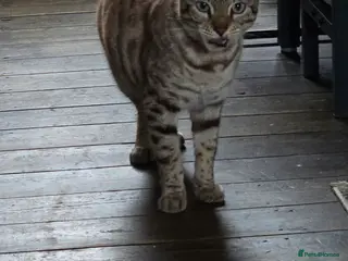 Bengal cats bengal - Advert 1