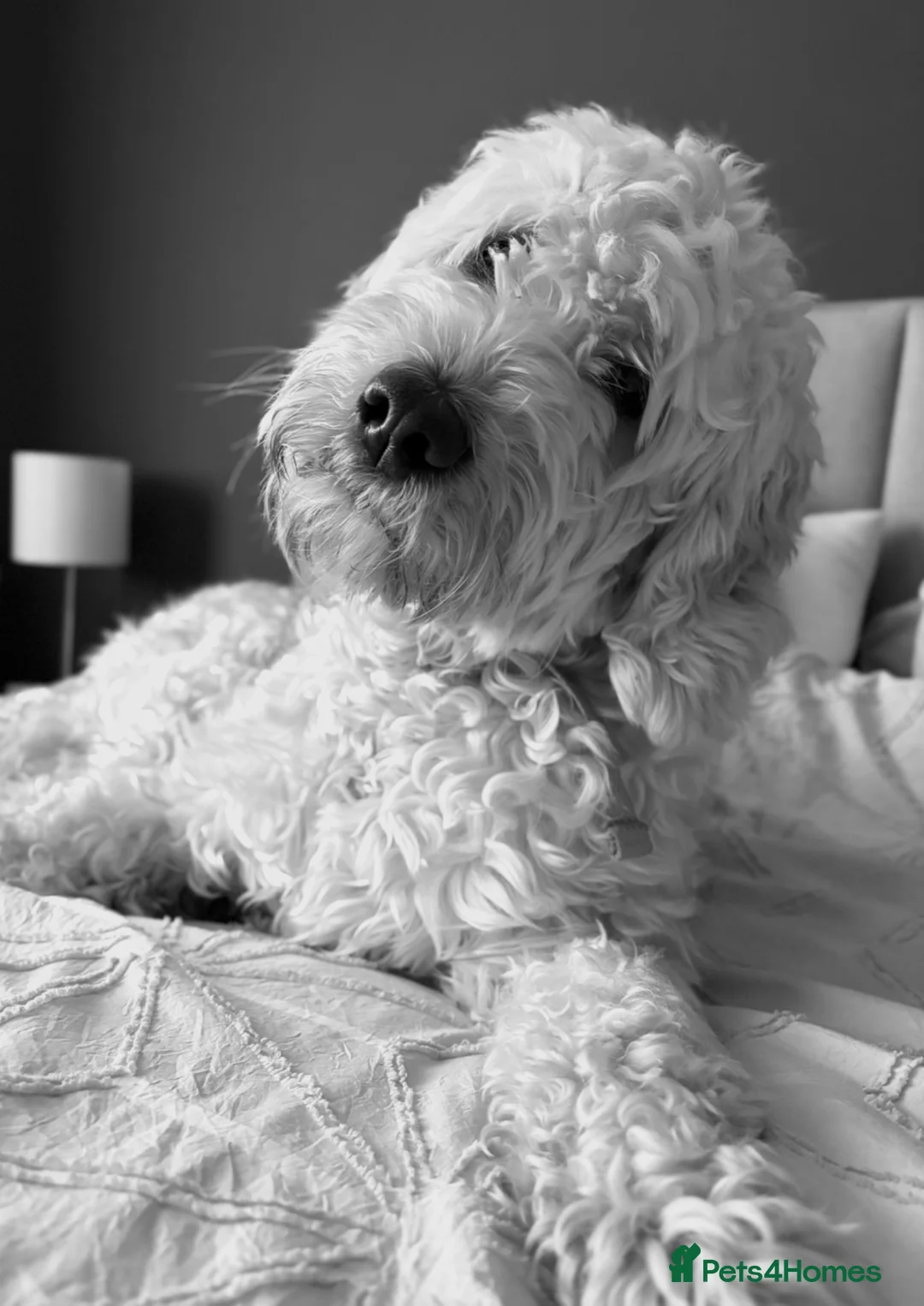 Mini Goldendoodle dogs for sale: 5* home wanted - Advert 3