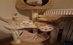 Persian cats for sale:  Chinchilla Persain looking for his forever home - Image 5