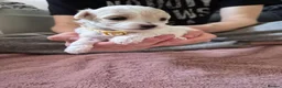 Maltipoo dogs for sale: Premium Isabella & Ivory Mini Maltipoo F2   in Pontefract - Advert 9