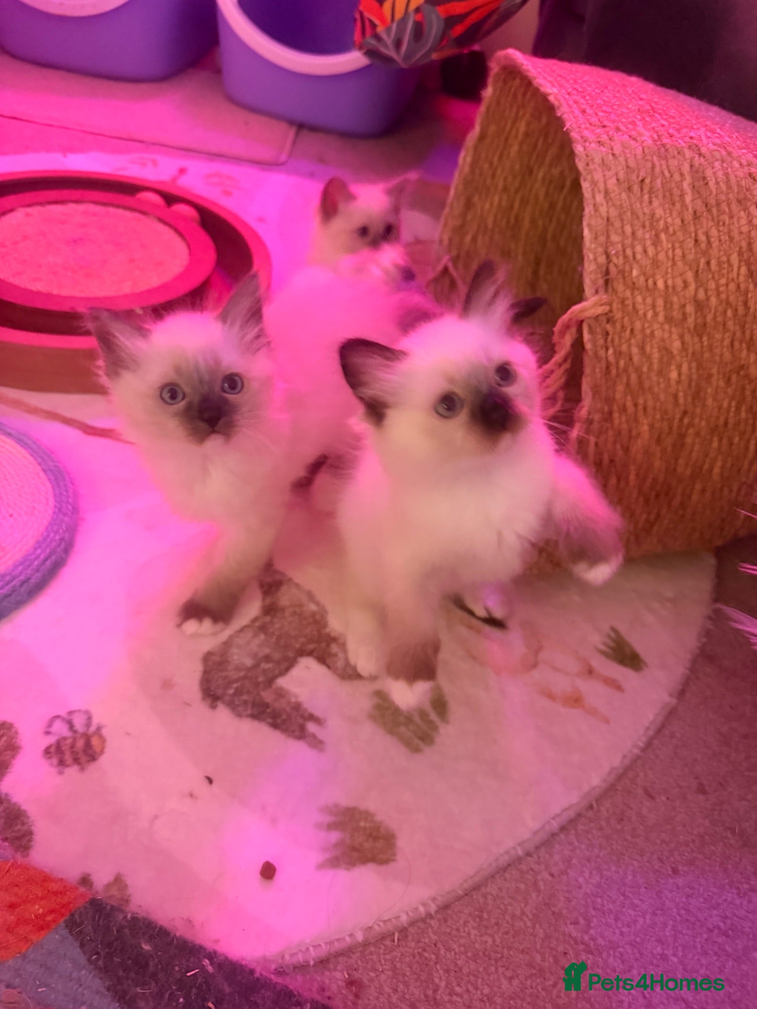 Ragdoll cats Beautiful Male ragdoll  - Advert 2