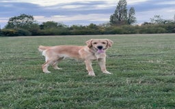Golden Retriever dogs for sale: 7 months old Golden Retriever - Image 5