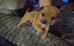 Mixed Breed dogs for sale: Mums a Parsons terrier. Dads a corgie-bassett - Image 2