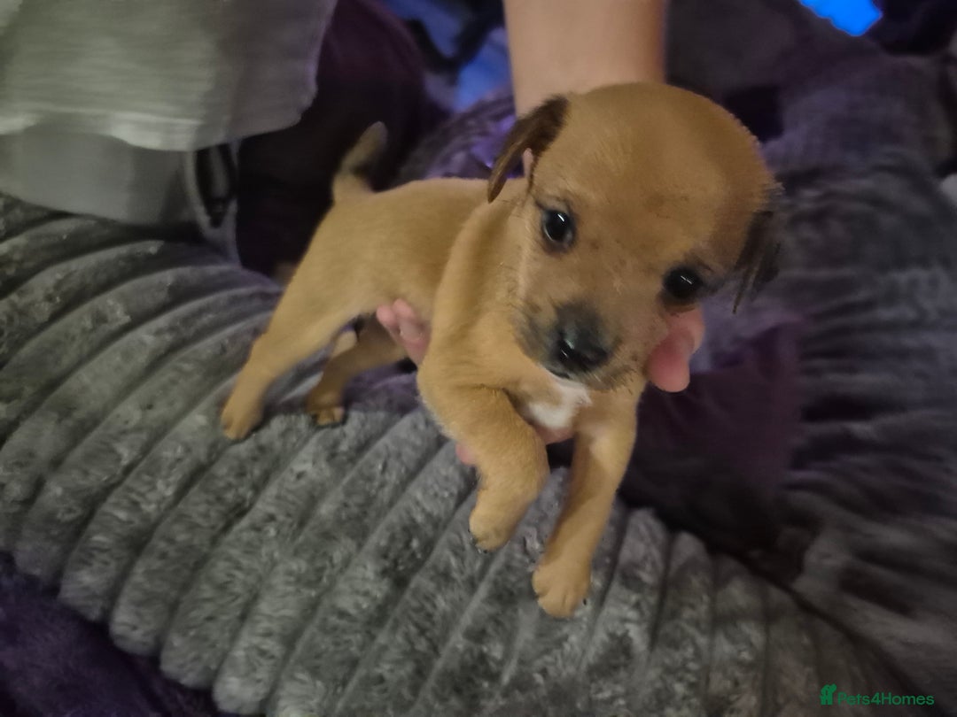 Mixed Breed dogs for sale: Mums a Parsons terrier. Dads a corgie-bassett - Image 2