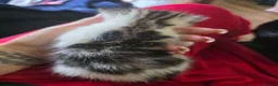 Persian cats for sale: Persian x British shorthair  - Advert 6