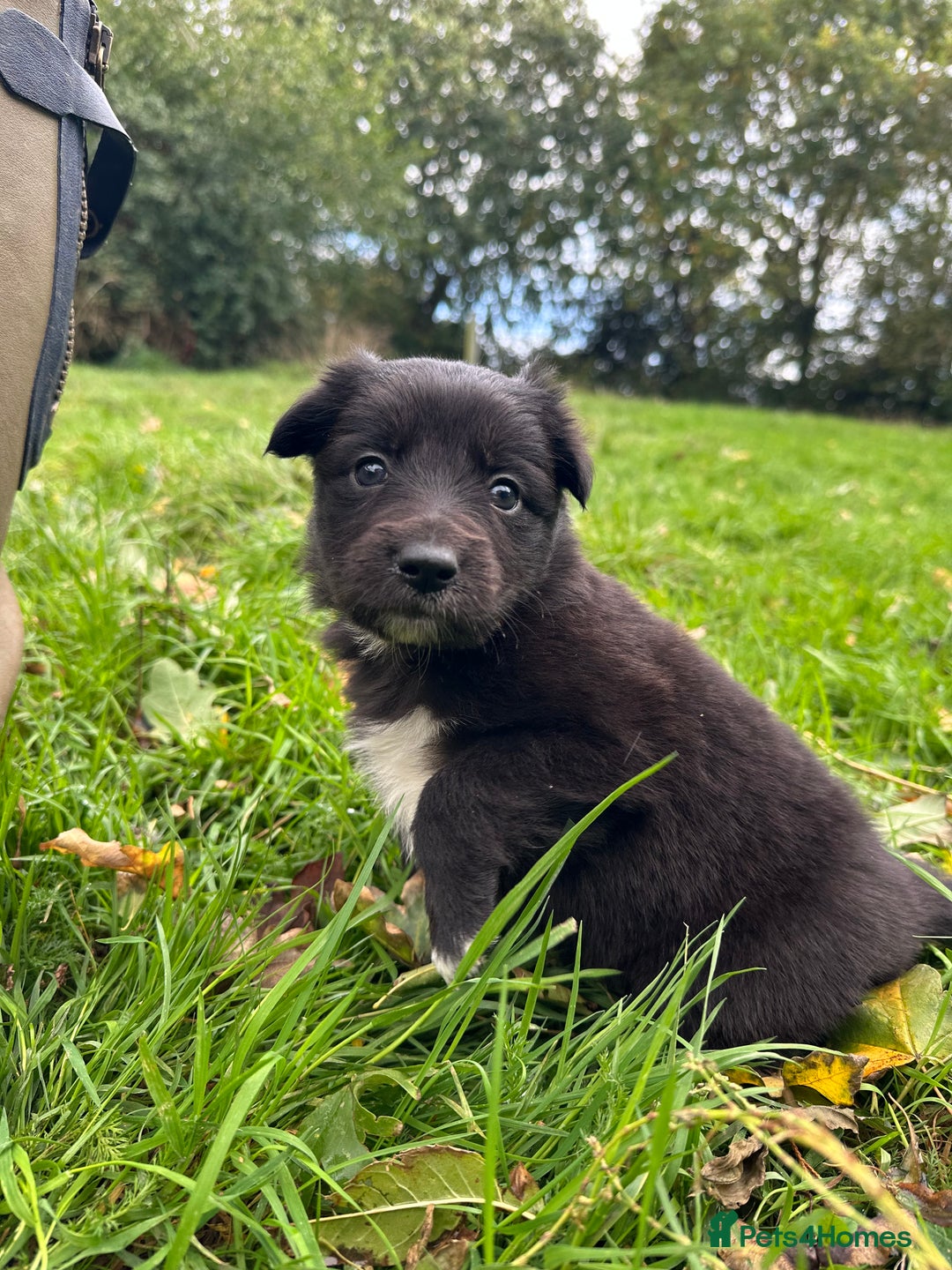 Mixed Breed dogs for sale: Collie x Kelpie Girl puppy  - Image 3