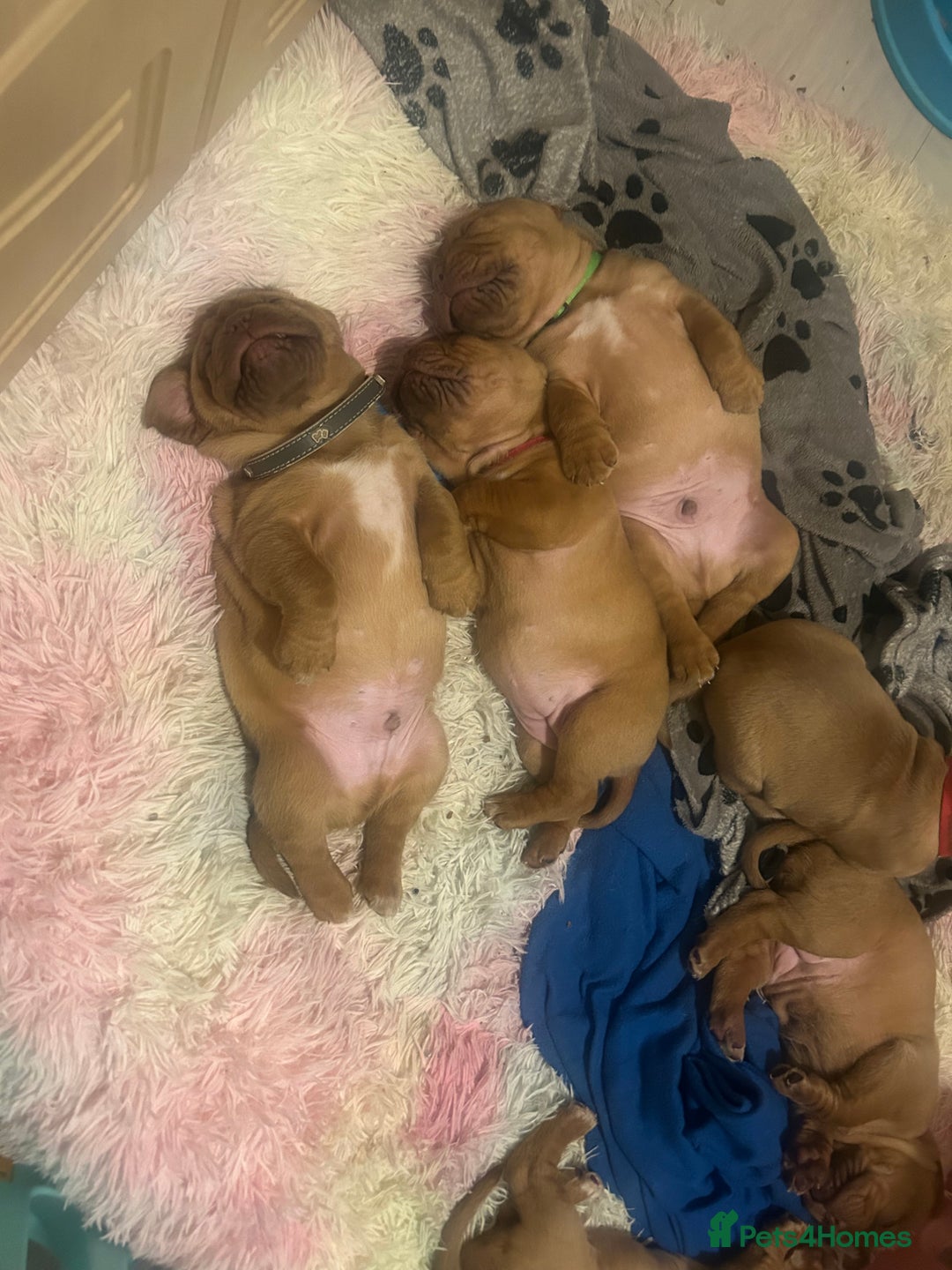 Dogue De Bordeaux dogs for sale: 2 BITCHES!LEFTFULL PEDIGREE 🦁 dogue de Bordeaux  - Advert 37