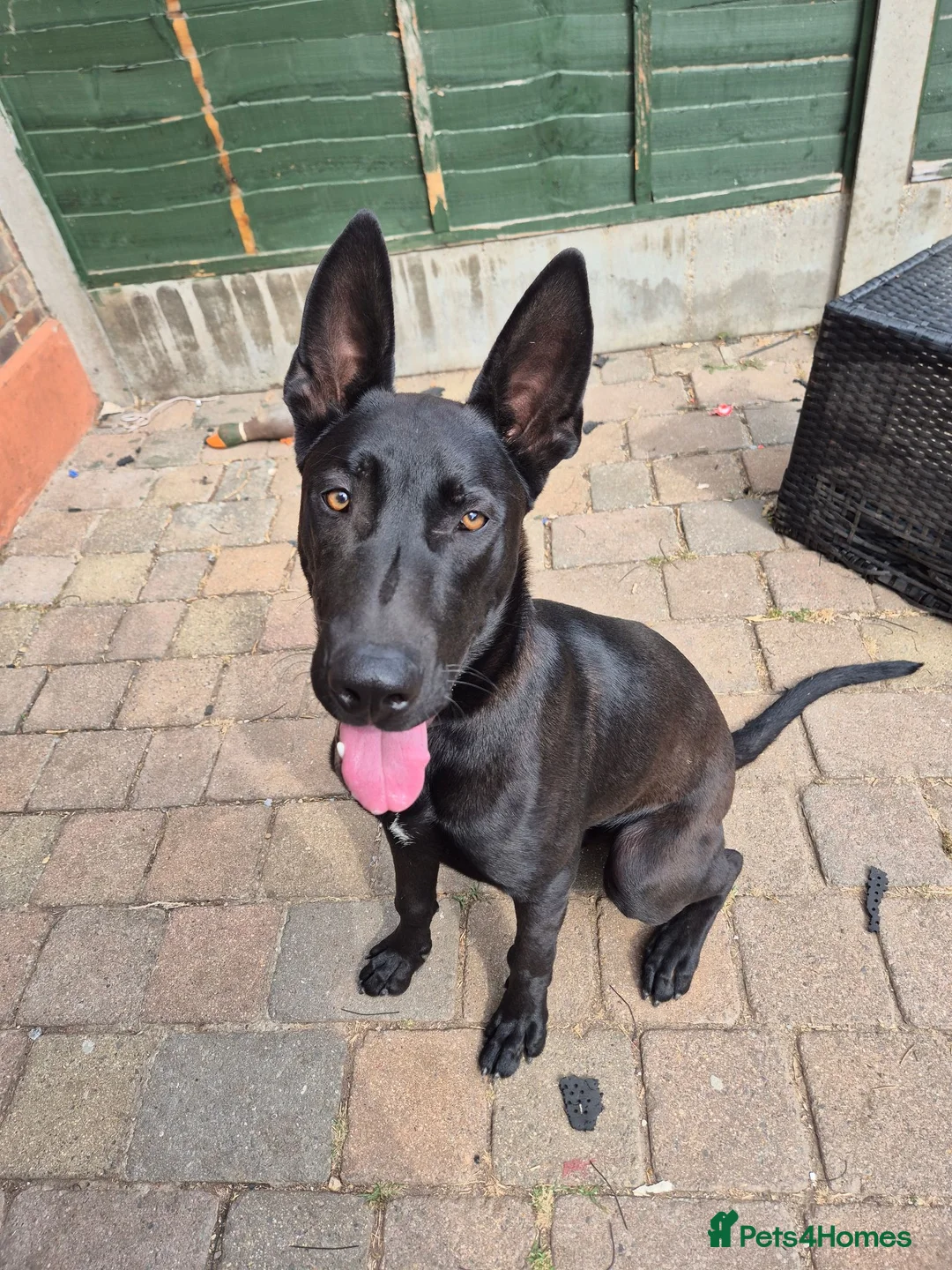 Mixed Breed dogs for sale: German/Belgian Shepherd Puppy - Advert 2
