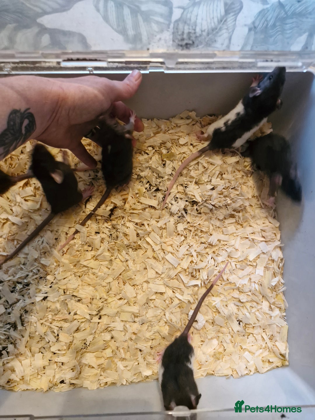 Rat rodents for sale: 6 beautiful Female Rats - Image 17