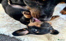 Miniature Dachshund dogs for sale: ✨Adorable miniature Dachshund pups✨ - Image 4