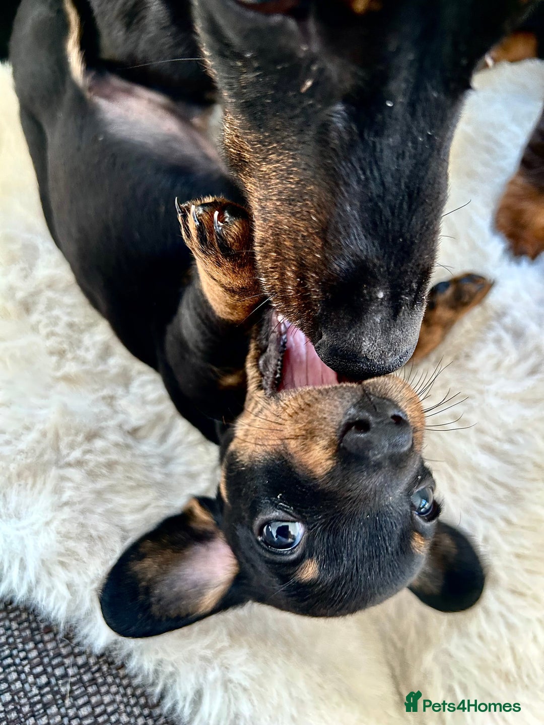 Miniature Dachshund dogs for sale: ✨Adorable miniature Dachshund pups✨ - Image 4