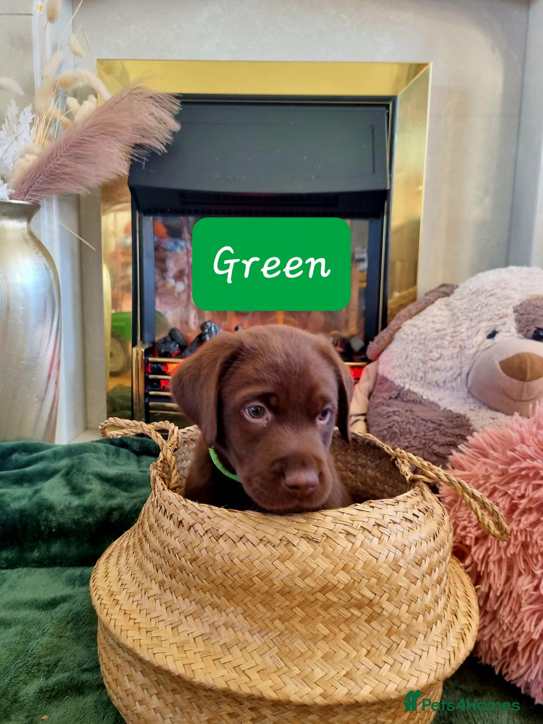 Labrador Retriever dogs for sale: Bundle of Chocolate Joy- Labrador Retrive Puppies - Image 35