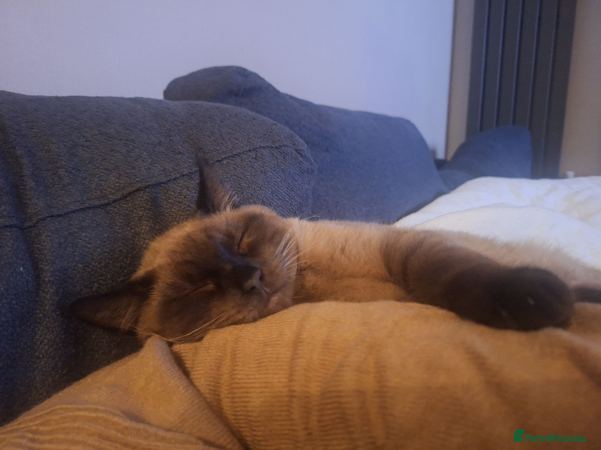 Mixed Breed cats Miss Coco - Advert 12