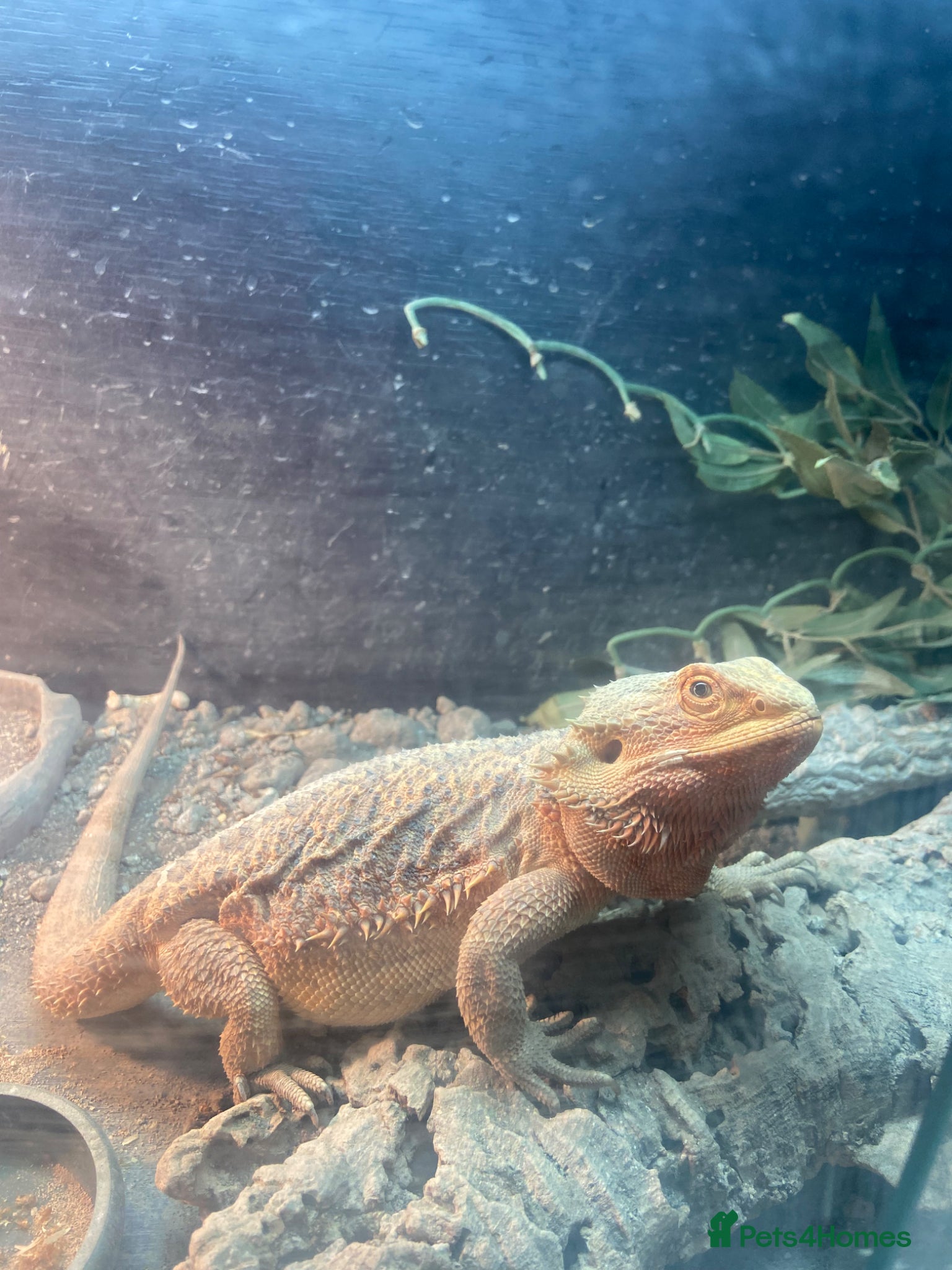 Bearded Dragon reptiles Re home  - Advert 5