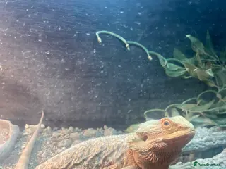 Bearded Dragon reptiles Re home - Advert 5