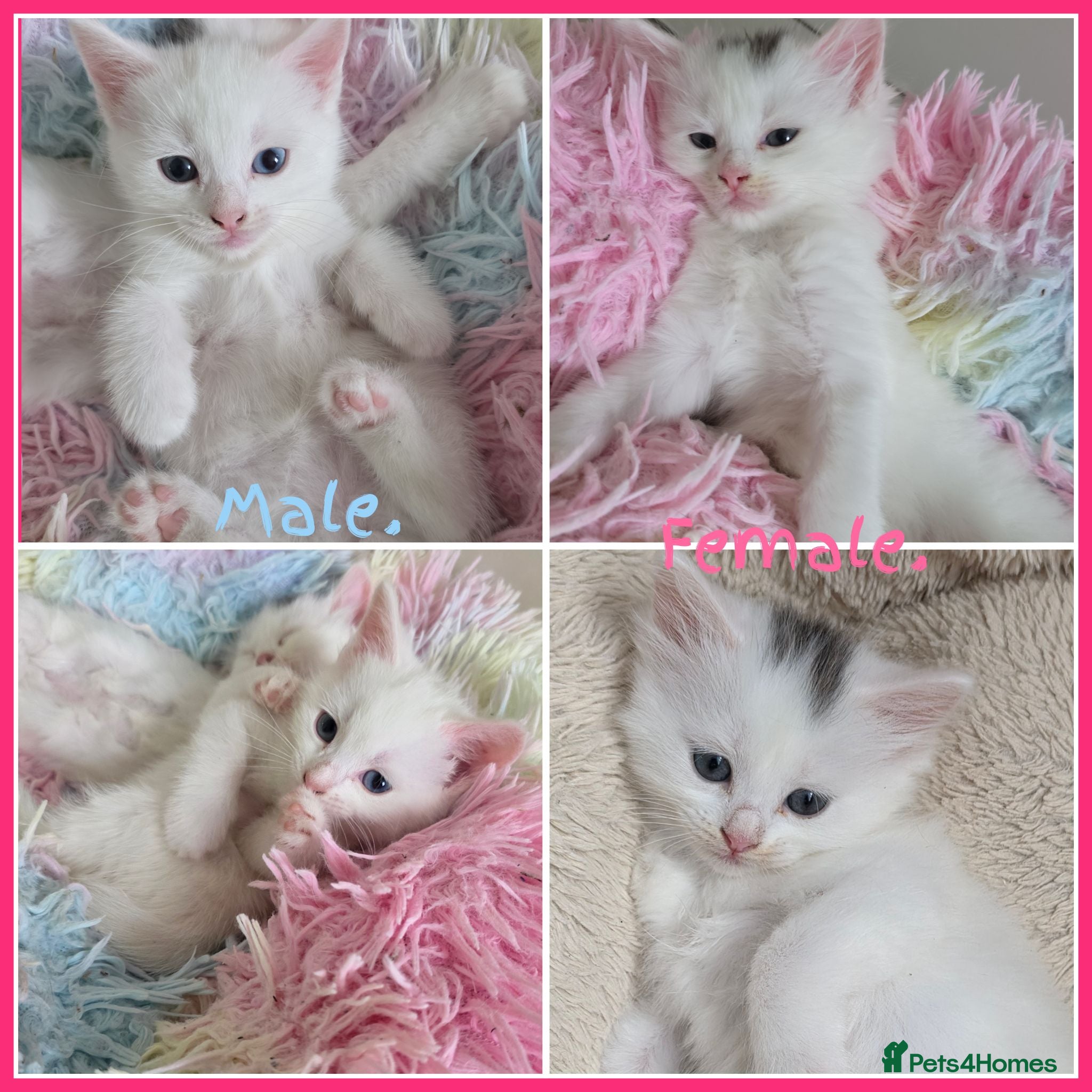 Mixed Breed cats 🔹️🔸️🔹️Kittens🔸️domestic cat x Ragdoll 🔹️🔸️ - Advert 4