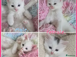 Mixed Breed cats 🔹️🔸️🔹️Kittens🔸️domestic cat x Ragdoll 🔹️🔸️ - Advert 4