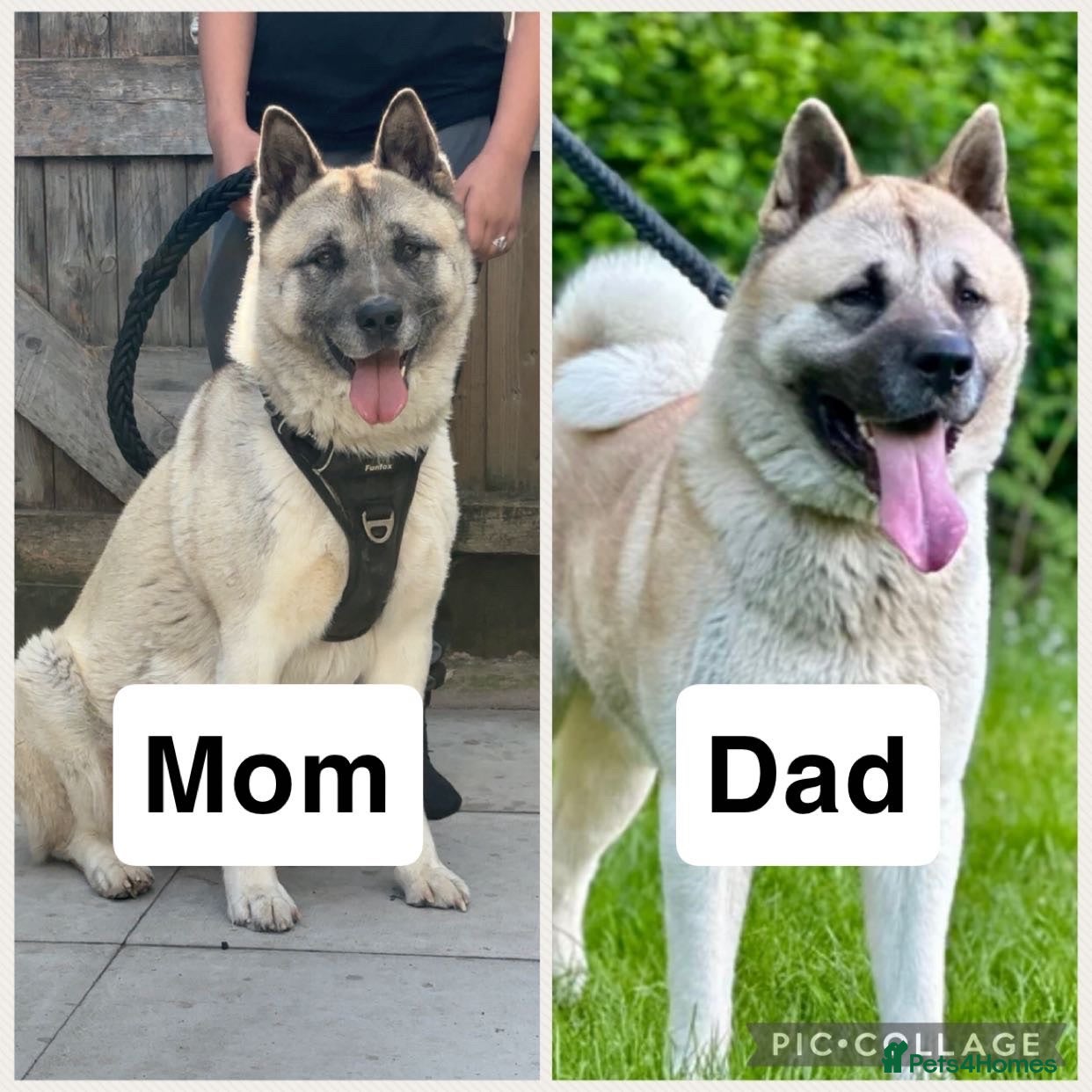 Akita dogs Chunky akita puppies for sale. - Advert 1