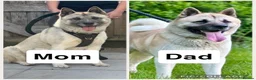 Akita dogs for sale: Chunky akita puppies for sale. - Advert 1