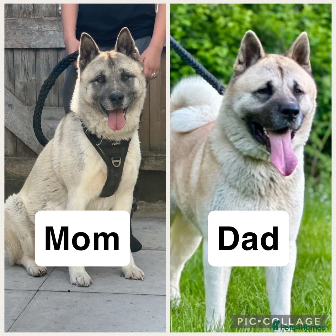 Akita dogs for sale: Chunky akita puppies for sale. - Advert 1