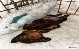 Miniature Dachshund dogs for sale: Miniature Smooth Dachshund puppies  - Image 5