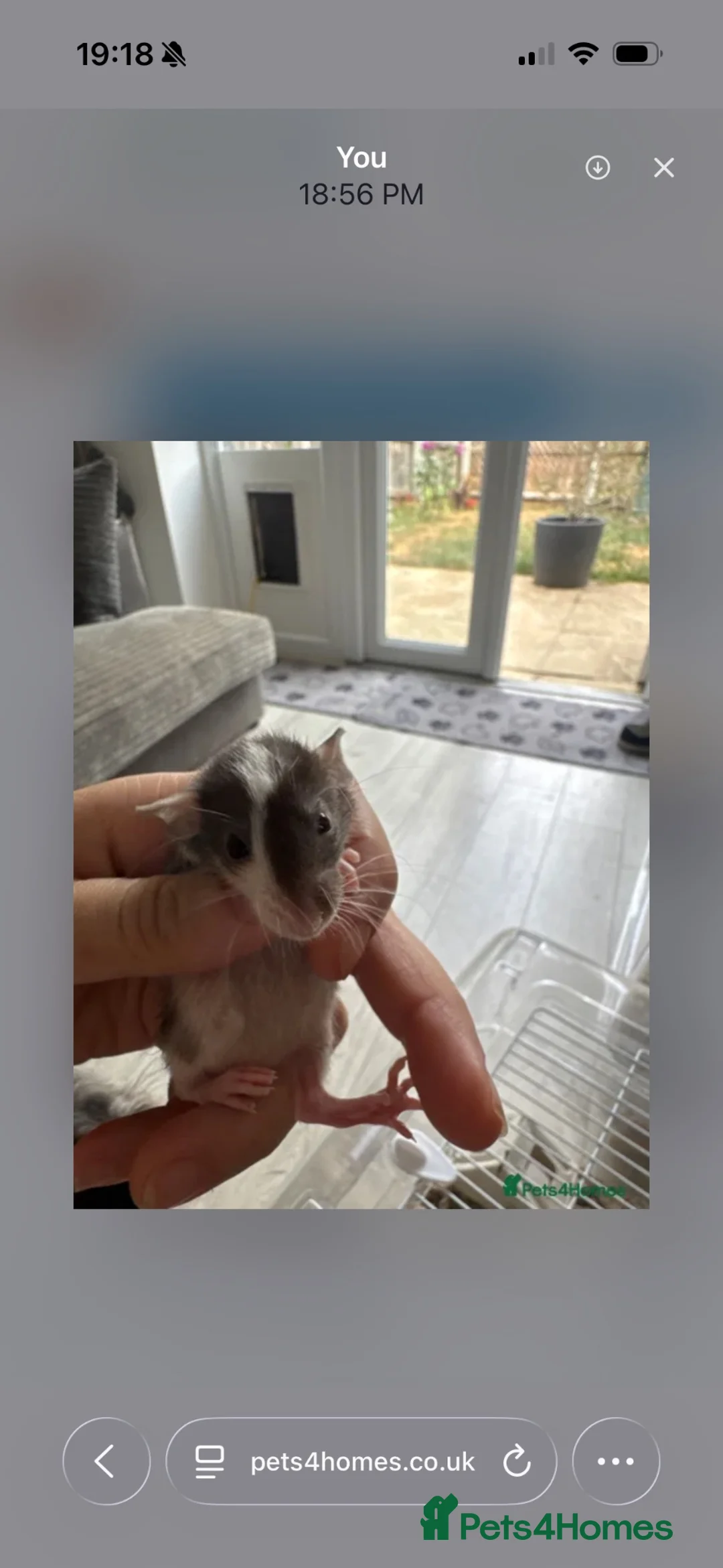 Rat rodents for sale: 5 female baby dwarf rats - Advert 2