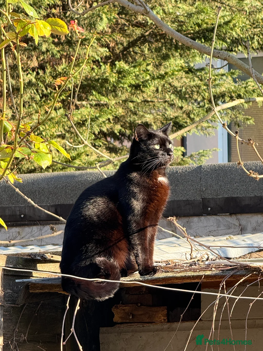 Bombay cats for sale: Sweet Cat Looking for His Forever Home - Advert 11