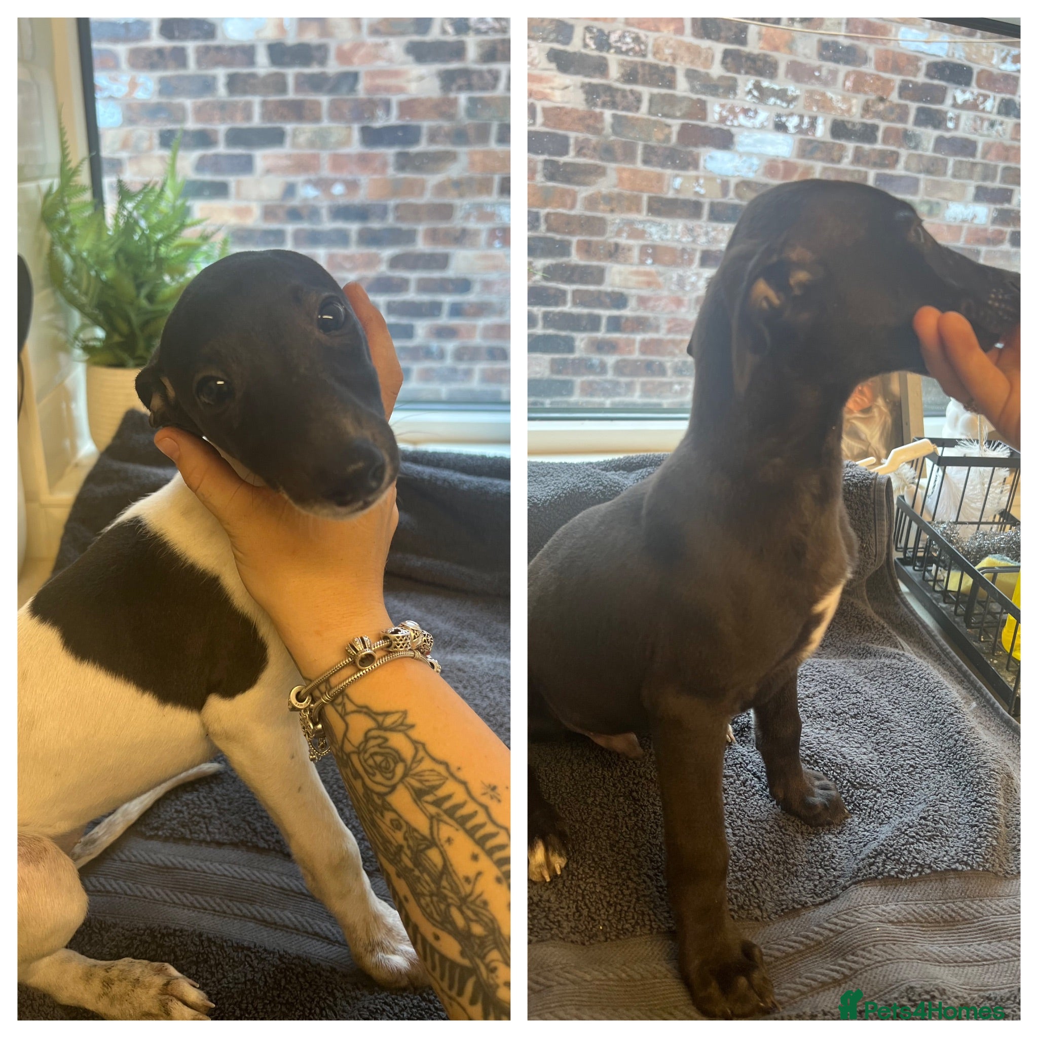 Whippet dogs Reduced&Ready now!kcregistered - Advert 10