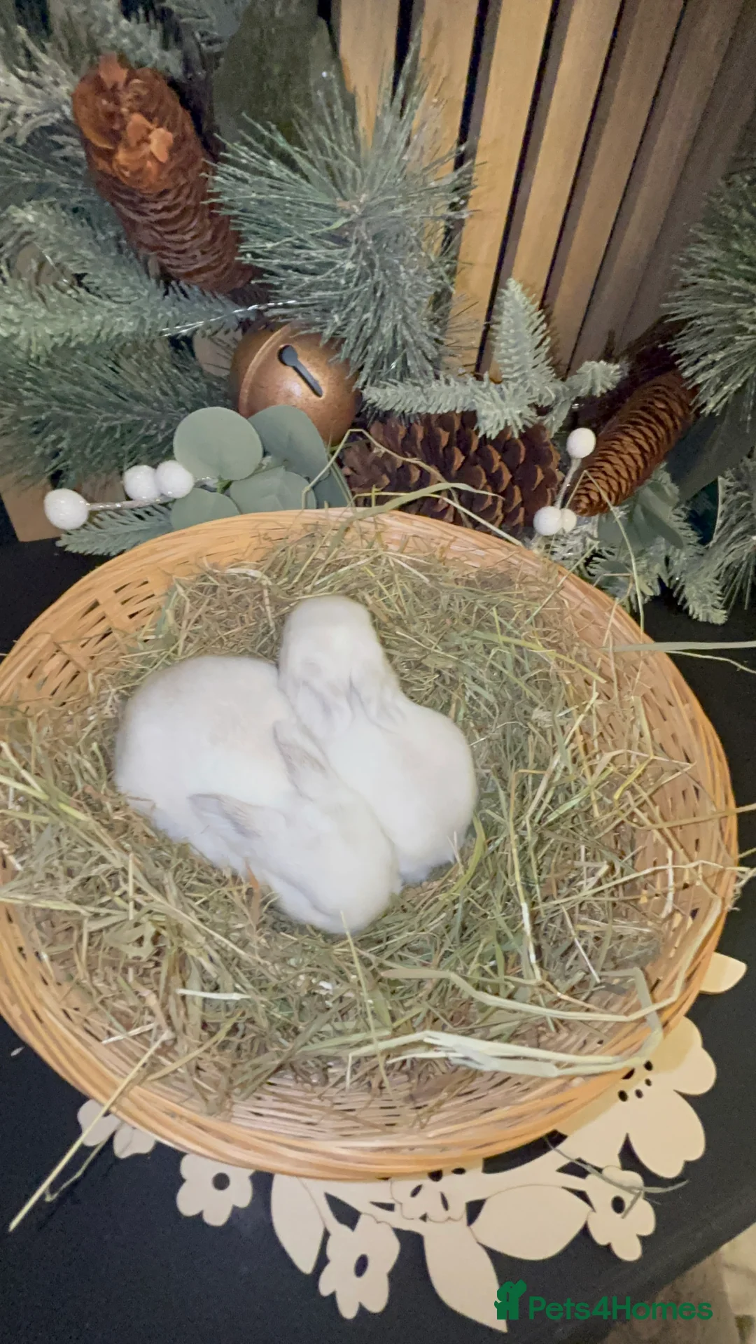 Mini Lop rabbits for sale: Pure Breed Mini Lop Butterfly new born bunnies  - Advert 21