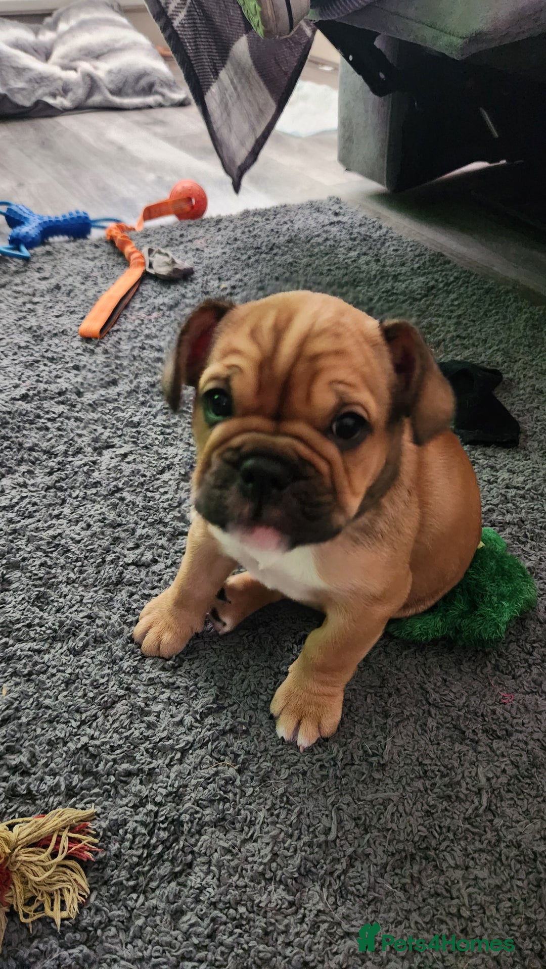 Mixed Breed dogs for sale: Minibulls/frenchlish puppies for sale  - Image 2
