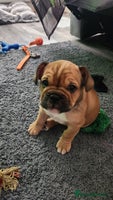 Mixed Breed dogs - Advert 13