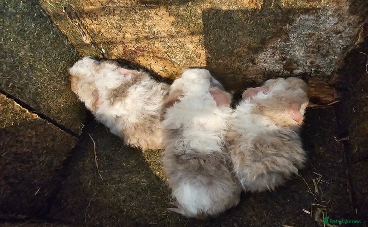 Guinea Pig rodents - Advert 4
