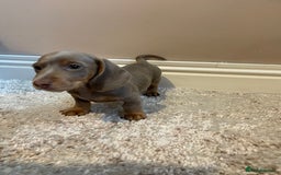 Miniature Dachshund dogs for sale: KC Registered Miniature Dachshund - 2 Boys Left! - Image 7
