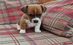 Jack Russell dogs for sale: Traditional Jack Russell Pups DNA Health Tested  - Image 38