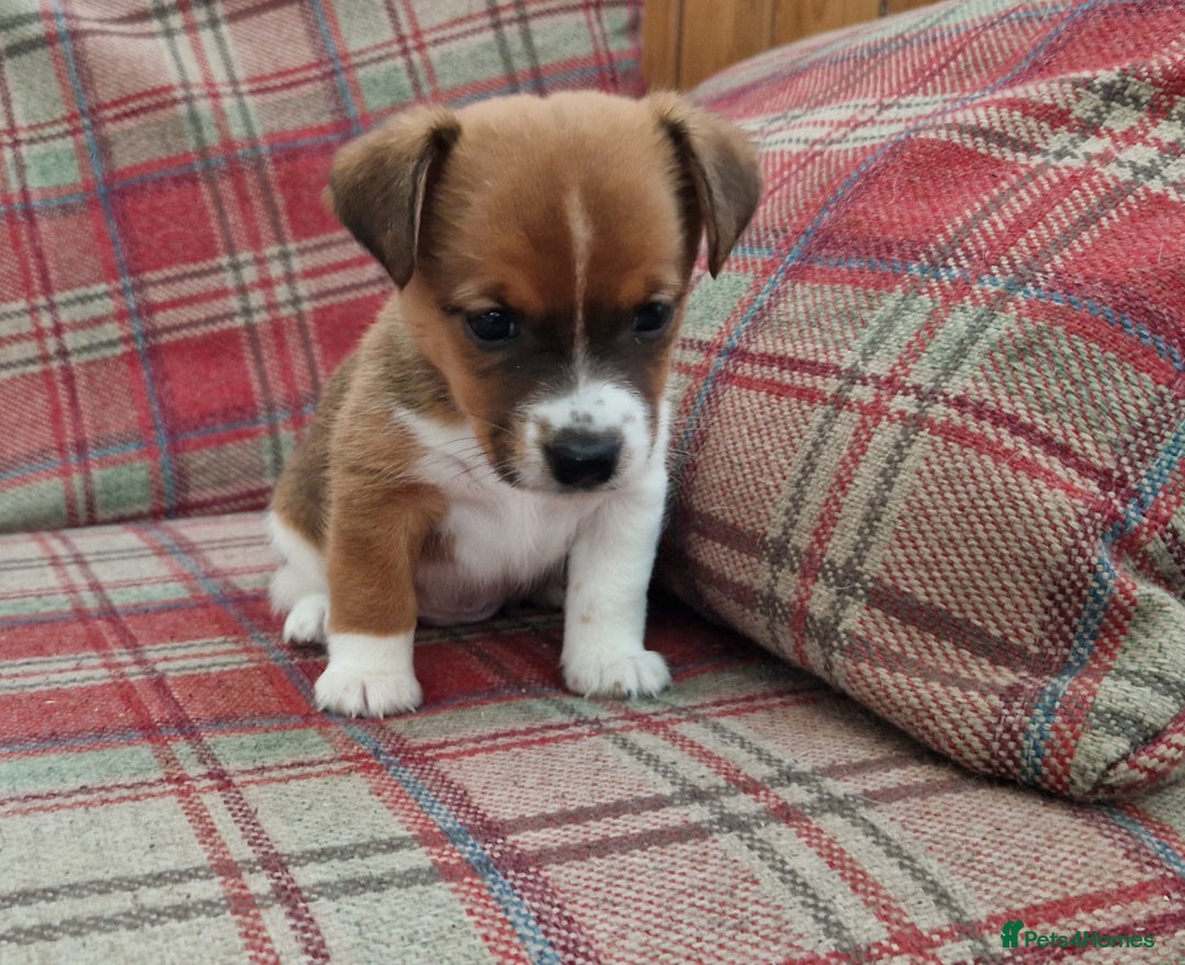 Jack Russell dogs for sale: Traditional Jack Russell Pups DNA Health Tested  - Image 38