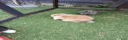 Mini Lop rabbits for sale: Mini lop - Advert 8