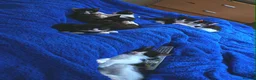 Domestic Shorthair cats for sale: 7 beautiful kittens for sale - Advert 5
