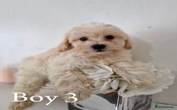 Maltipoo dogs for sale: Adorable Maltipoo Pups - Image 12
