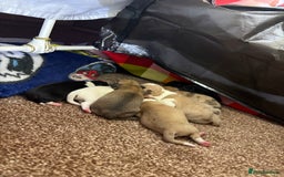 Chihuahua dogs for sale: Puppy’s  - Image 3
