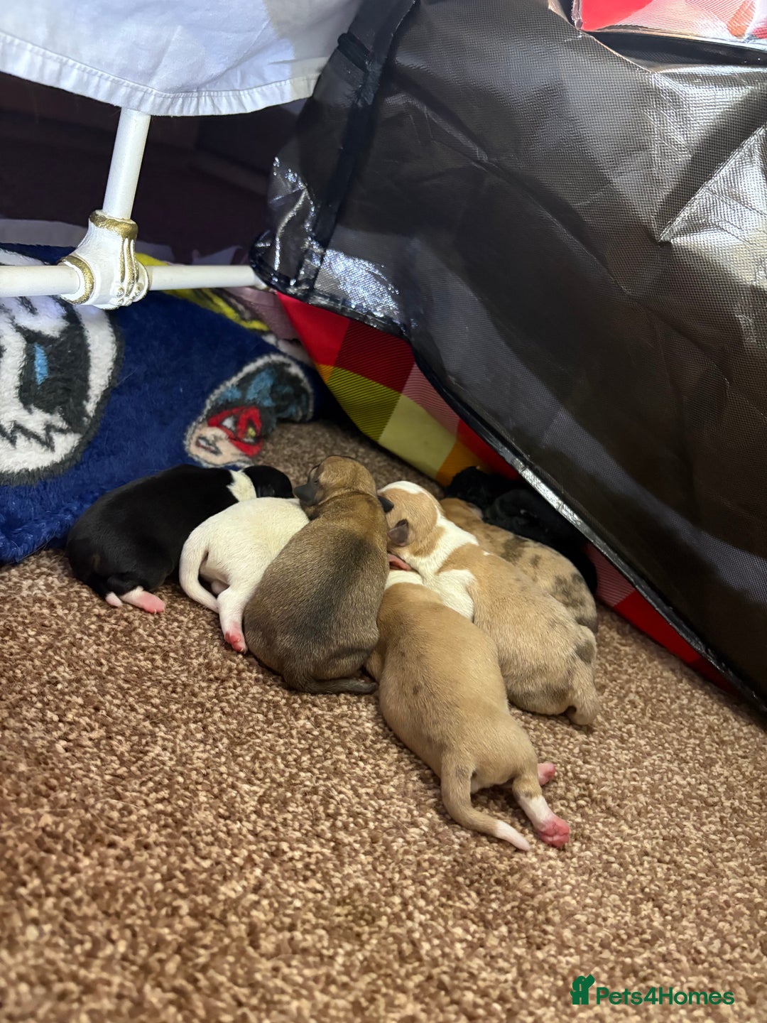 Chihuahua dogs for sale: Puppy’s  - Image 3