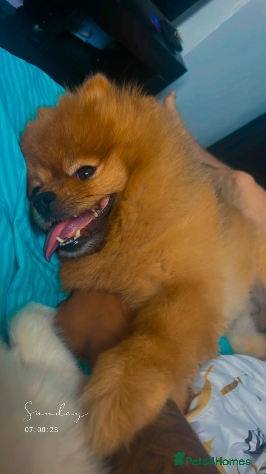 Pomeranian dogs for stud: Bolota in London - Advert 3