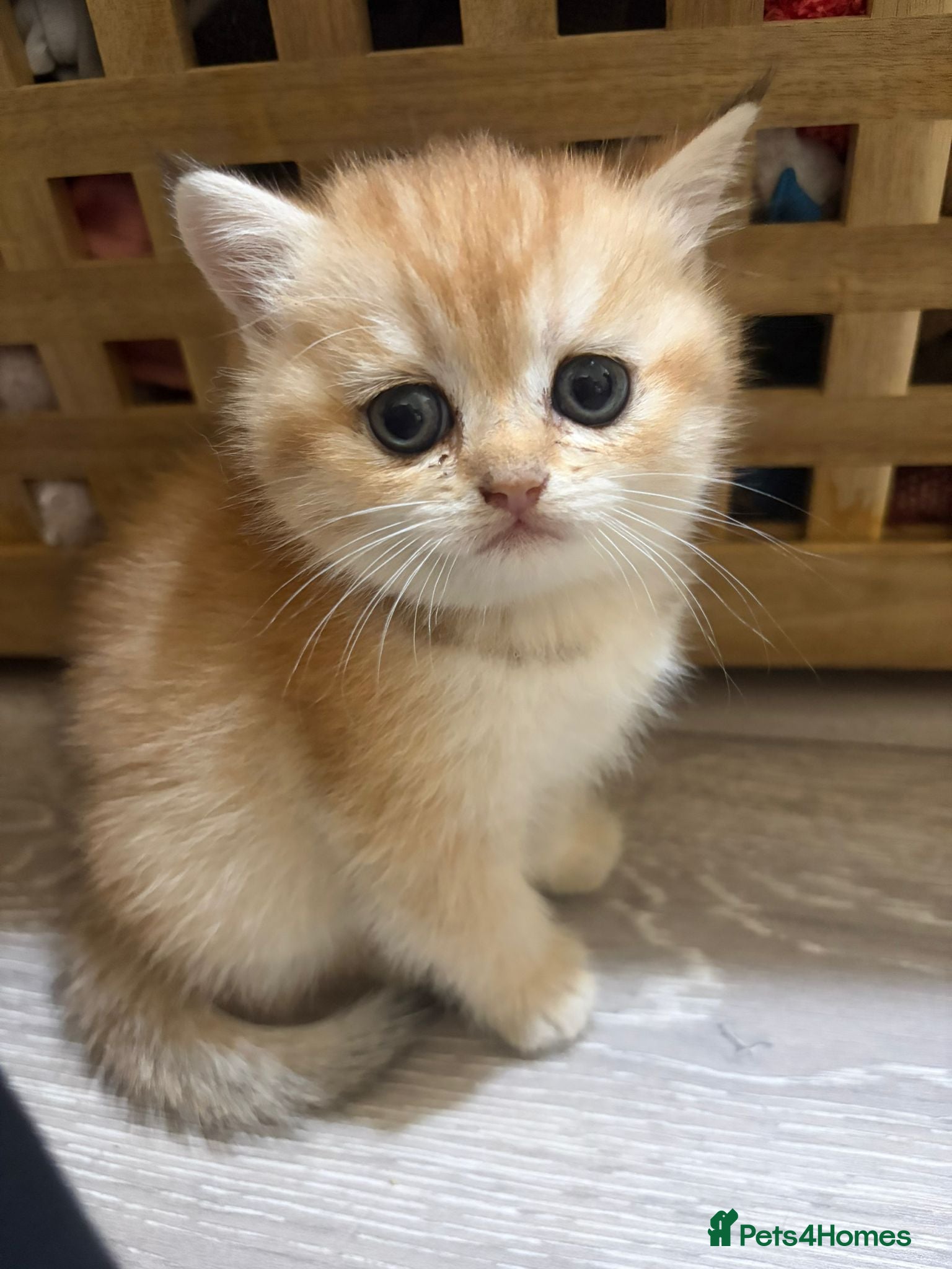 British Shorthair cats Golden British Short Hair Kitten for sale - Advert 17