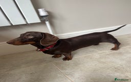Miniature Dachshund dogs for sale: Charming Miniature Dachshund Puppies 2 Girls 1 Boy - Image 3