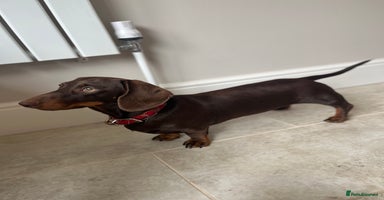 Miniature Dachshund dogs - Advert 15