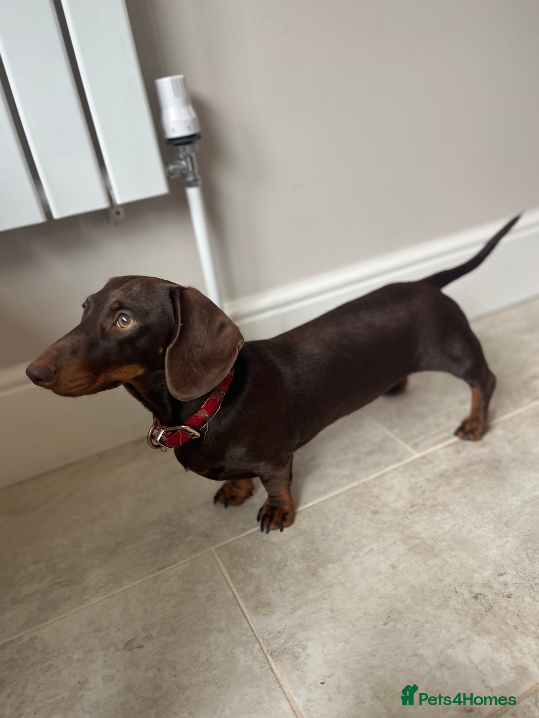 Miniature Dachshund dogs for sale: Charming Miniature Dachshund Puppies 2 Girls 1 Boy - Image 3